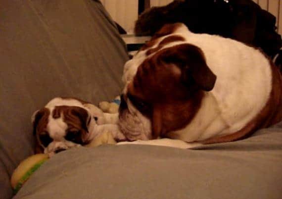 English Bulldog
